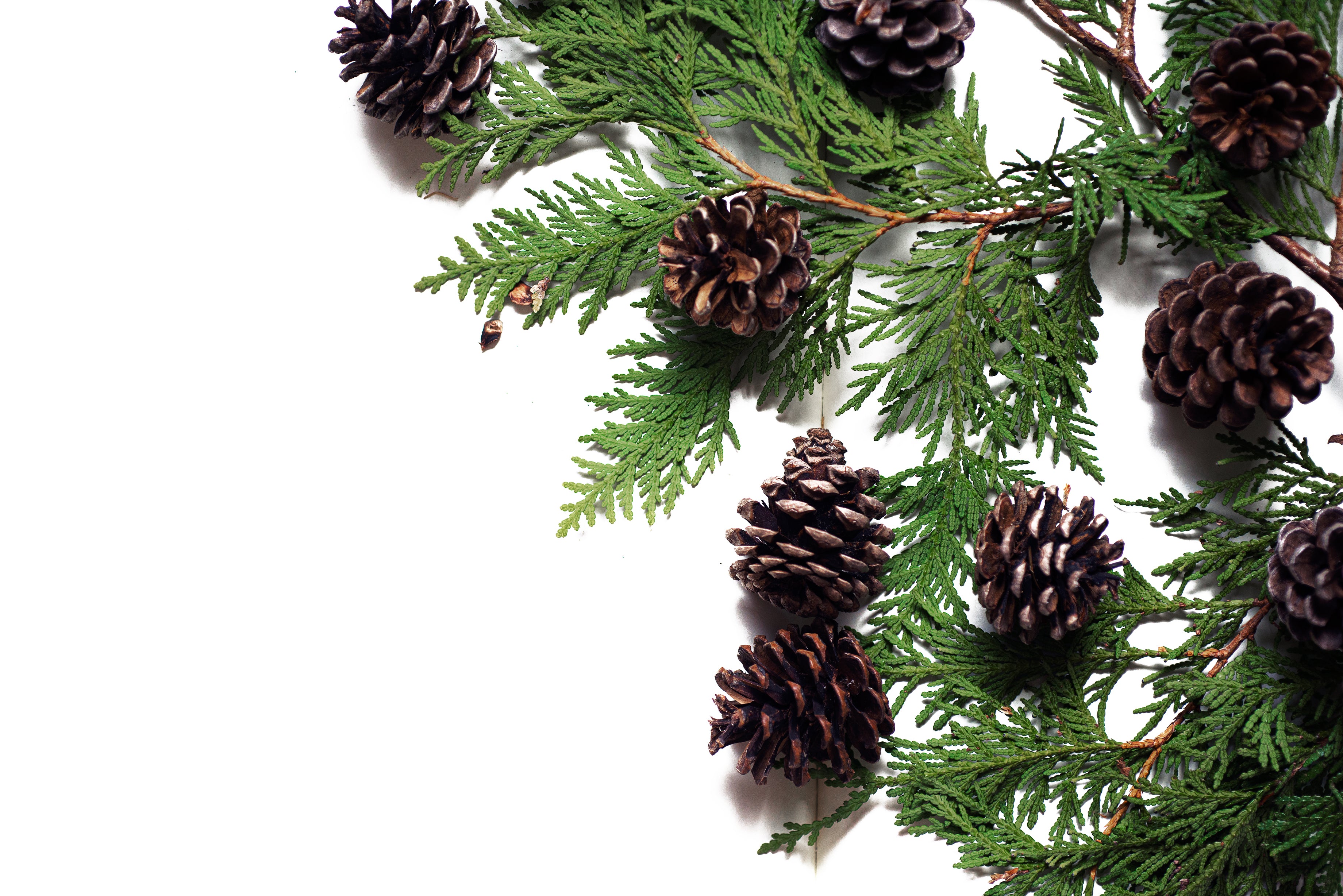 cedar-and-pinecones-background.jpg